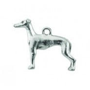 Greyhound #820