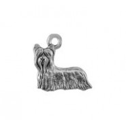 Yorkshire Terrier #3832 Yorkshire Terrier #3832